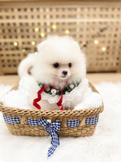 น้องปอมเพศผู้ สีขาว หน้าหมี