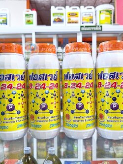 (ชุด4ขวด)ปุ๋ยน้ำฟอสเวย์ 8-24-24 ส่งเสริมการออกดอก สะสมอาหารดี ช่วยให้ติดดอกดก ผลดก ลดการหลุดร่วง