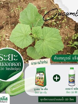 ชุดระยะก่อนออกดอก ต้นสมบูรณ์ แข็งแรง นูแทค ไฮ-เอ็น+เกอมาร์พลัส