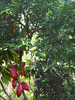 CACAO TREE (Theobroma cacao L)