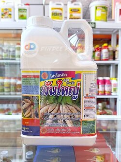 มันใหญ่ 5 ลิตร กรดอะมิโนแอล เพิ่มการแตกแขนง ทนต่อสภาพแล้ง เพิ่มขนาดหัวนใหญ่ เร่งแป้ง เพิ่มน้ำหนัก