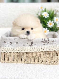 ปอมหน้าหมีตัวผู้ สีขาว