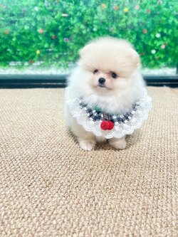 ปอมหน้าหมีขนเเน่น เพศผู้