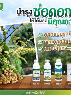 ชุด บำรุง ช่อดอก อโทนิค ขนาด 500 cc + มาโมมิกซ์ บลู ขนาด 1 ลิตร + ฟอลครอป คอมบี ขนาด1 ลิตร #ช่วยดอกสมบูรณ์ ก้านดอกใหญ่