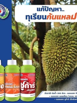 ชุดแก้ปํญหาทุเรียนก้นแหลม แมมมอท โฟลิไซม์ จีเอ+แมมมอท แคลเซียม โบรอน+แมมมอท ชูก้าร์