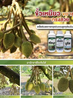 สปีดบูม 1 L + อโทนิค 1 L+ นูริช 1 L ขั้วเหนียว ขยายผล ทรงสวย