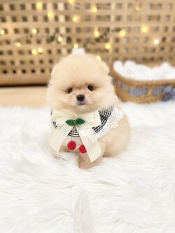 ปอมเพศผู้สีขาว ปอมแท้