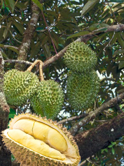 DURIAN (Durio zibethinus L)