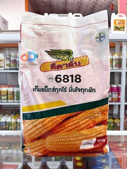 เมล็ดพันธุ์ข้าวโพดดีคาล์บ ดีเค 6818 : 10 กิโลกรัม (3.5หุน) เต็มแม็กซ์ทุกไร่ มั่นใจทุกฝัก ผลผลิตสูง ฝักใหญ่สม่ำเสมอ