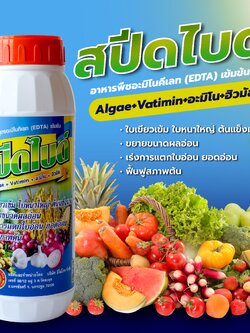 สปีดไบด์ 1 ลิตร อาหารพืชสูตรอะมิโนคีเลทเข้มข้น (EDTA) ใบเขียวเข้ม ใบหนาใหญ่ ต้นแข็งแรง ขยายขนาดผลอ่อน เร่งการแตกใบอ่อน