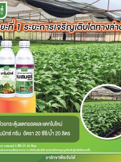 มาโมมิกซ์ กรีน 1 L + เบสมอร์ 1 L ระยะที่ 1 การเจริญเติบโตทางลำต้น ช่วยกระตุ้นแตกยอดและแตกใบใหม่