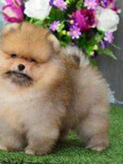 ปอมหน้าหมีสีขาวครีม เพศผู้