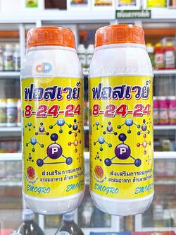 (ชุด2ขวด)ปุ๋ยน้ำฟอสเวย์ 8-24-24 ส่งเสริมการออกดอก สะสมอาหารดี ช่วยให้ติดดอกดก ผลดก ลดการหลุดร่วง