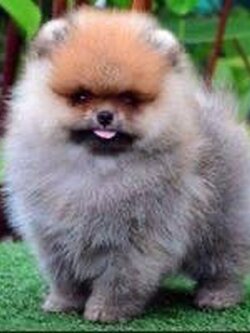 ขายหมาปอมแท้ รับประกันสุขภาพ มีรีวิวตอนโต