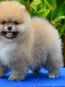 ขายหมาปอมเมอเรเนี่ยน เกรดโชว์ มีรับประกันตอนโต