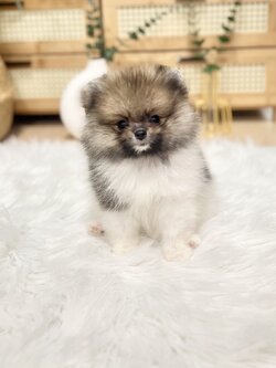 ปอมเมอเรเนีย ช น่ารัก ขนแน่น