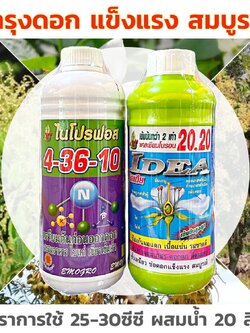 ชุดบำรุงดอก ติดดก 4-36-10 + ไอเดีย20.20 ช่วยในการบำรุงดอก สะสมอาหาร ลดการหลุดร่วง ติดดก