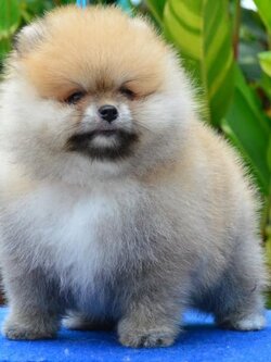 ปอมเมอเรเนี่ยนแท้ ทีคัพ สีส้ม รับประกันหน้าสวย มีรีวิวตอนโต