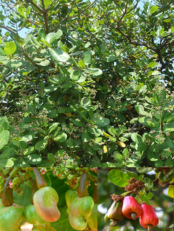 CASHEW (Anacardium occidentale L)