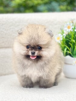 ปอมแท้มีรับประกันความสวยตอนโต เพศผู้สีส้ม