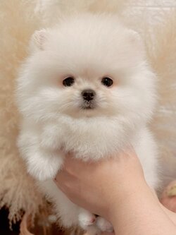 ปอมสีขาวหน้าหมี