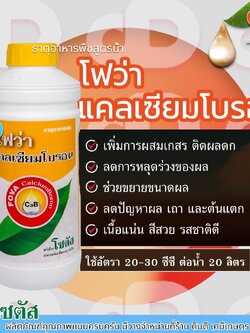 โฟว่า แคลเซียมโบรอน (Fova CalciumBoron) โซตัส 1ลิตรเพิ่มการผสมเกสร ติดผลดก ลดการหลุดร่วงของผล ช่วยขยายขนาดผล