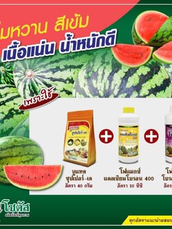 ชุดเพิ่มหวาน สีเข้ม น้ำหนักดี นูแทค ซุปเปอร์-เค +โฟแมกซ์ แคลเซียมโบรอน 400+โฟแมกซ์ โบรอน 150