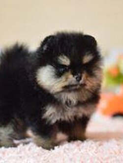 ขายปอมเมอเรเนียนแท้ ผู้ สีแบลคแทน หน้าหมี รับประกันสุขภาพปอมเมอเรเนียนแท้