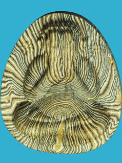 A1272 พระปิดตาผงลาย หลวงพ่อแพ วัดพิกุลทอง สิงห์ฐุรี 82