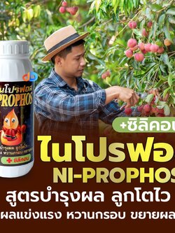 ปุ๋ยน้ำไนโปรฟอส 13-13-21 ขยายผล ขยายขนาด สร้างน้ำหนักดี เข้าสีสวย ผิวสวย รสชาติดี เก็บเกี่ยวผลผลิตได้คุณภาพ