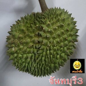 จันทบุรี3 เสน่ห์แห่งรสชาติทุเรียน สวนป้าอิ๊ด ที่คุณต้องลอง