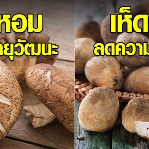 12 เห็ด มีคุณประโยชน์ ช่วยต้านโรคมากมายหลากหลายชนิด
