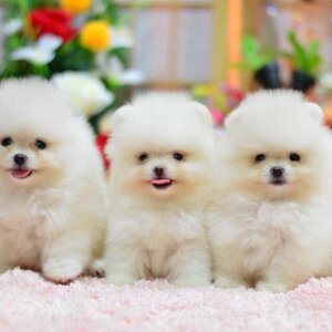 ลักษณะนิสัยของสุนัขปอมเมอเรเนี่ยน