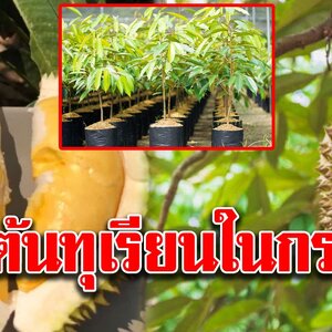 วิธีการปลูกต้นทุเรียนในกระถาง โตไวให้ผลเร็ว