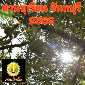 เที่ยวสวนทุเรียนจันทบุรี 2569 จะไปสวนไหนดี?