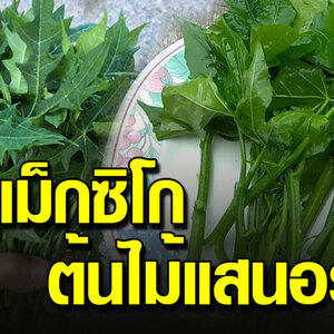 คะน้าเม็กซิโกหรือผักไชยา ผักบ้านๆแต่ประโยชน์มหาศาล