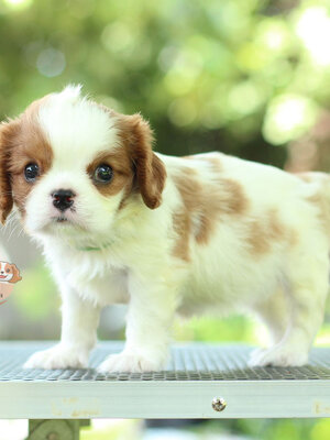 คาวาเลีย , เพศเมีย เกิดมาจากพ่อแม่นำเข้า กะโหลกใหญ่ สีเข้มสวย ร่าเริงวิ่งเล่นเก่ง สายเลือดดี