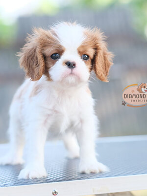 คาวาเลีย , เพศเมีย เกิดมาจากพ่อแม่นำเข้า กะโหลกใหญ่ สีเข้มสวย ร่าเริงวิ่งเล่นเก่ง สายเลือดดี