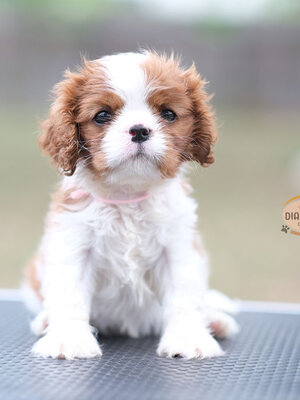 คาวาเลีย , เพศผู้ เกิดมาจากพ่อแม่นำเข้า กะโหลกใหญ่ สีเข้มสวย ร่าเริงวิ่งเล่นเก่ง สายเลือดดี