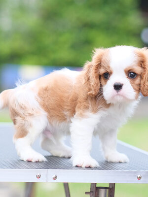 คาวาเลีย , เพศผู้ เกิดมาจากพ่อแม่นำเข้า กะโหลกใหญ่ สีเข้มสวย ร่าเริงวิ่งเล่นเก่ง สายเลือดดี