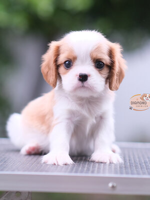 คาวาเลีย , เพศผู้ หน้าตาน่ารัก มาร์คกิ้งสวย นิสัยขี้อ้อนมากๆ สุขภาพสมบูรณ์แข็งแรง สามารถมาดูตัวจริงได้ที่ฟาร์ม สถานะพร้อมย้ายบ้านค่ะ