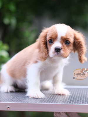 คาวาเลีย , เพศผู้ เกิดมาจากพ่อแม่นำเข้า และเป็นไทยแชมป์ทั้งคู่ สีเข้มสวย ร่าเริงวิ่งเล่นเก่ง สายเลือดดี มากๆค่ะ