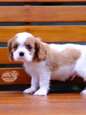 คาวาเลีย , เพศผู้ เกิดมาจากพ่อแม่นำเข้า กะโหลกใหญ่ สีเข้มสวย ร่าเริงวิ่งเล่นเก่ง สายเลือดดี