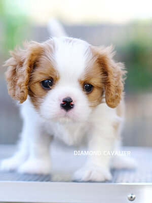 พร้อมจำหน่าย ลูกคาวาเลียร์ เพศเมีย เกิดมาจากพ่อแน่นำเข้า และมีตำแหน่งเป็นไทยแชมป์ทั้งพ่อและแม่ สายเลือดดี สุขภาพสมบูรณ์แร็ง กินเก่งเลี้ยงง่าย ใครต้องการสุนัขคาวาเลียร์สายพันธุ์ดีๆ พลาดไม่ได้ค่า