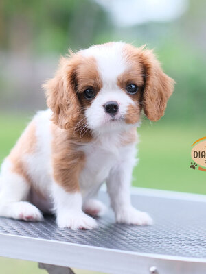 คาวาเลีย , เพศเมีย เกิดมาจากพ่อแม่นำเข้า กะโหลกใหญ่ สีเข้มสวย ร่าเริงวิ่งเล่นเก่ง สายเลือดดี