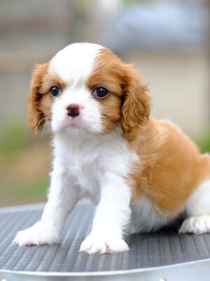 ลูกคาวาเลียร์ เพศเมีย เกิดมาจากพ่อแม่นำเข้า กะโหลกขา ขาใหญ่ นิสัยน่ารัก สายเลือดดี