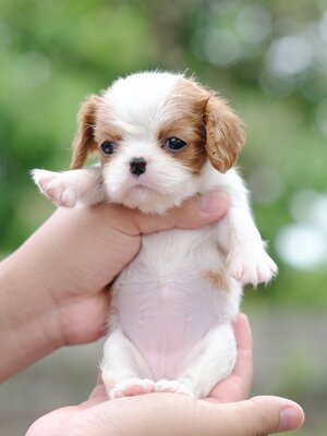 ลูกคาวาเลียร์ เพศเมีย เกิดมาจากพ่อแม่นำเข้า หน้าตาน่ารัก แบ๊วๆ นิสัยขี้อ้อน ยิ้มเก่ง สายเลือดดี