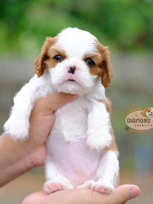 คาวาเลียร์ เพศเมีย เกิดมาจากพ่อแม่นำเข้า หน้าตาน่ารัก แบ๊วๆ นิสัยขี้อ้อน ยิ้มเก่ง สายเลือดดี