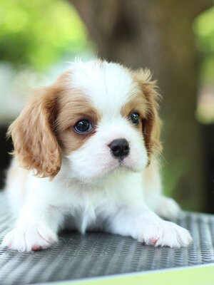 คาวาเลีย , เพศผู้ เกิดมาจากพ่อแม่นำเข้า กะโหลกใหญ่ สีเข้มสวย ร่าเริงวิ่งเล่นเก่ง สายเลือดดี