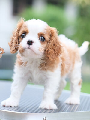 คาวาเลีย , เพศผู้ เกิดมาจากพ่อแม่นำเข้า กะโหลกใหญ่ สีเข้มสวย ร่าเริงวิ่งเล่นเก่ง สายเลือดดี